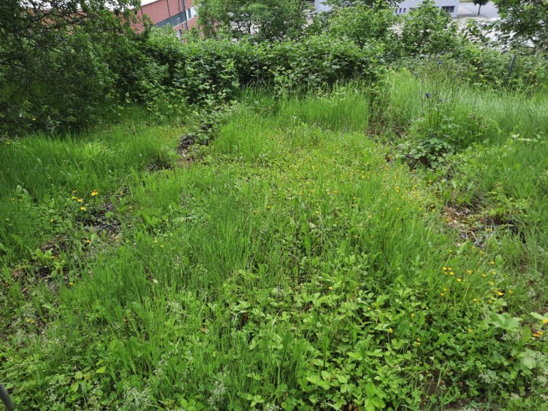 Gemusegarten mitte