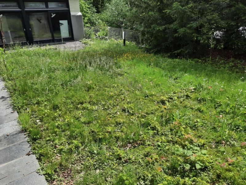 Rasen Terrassenbereich2